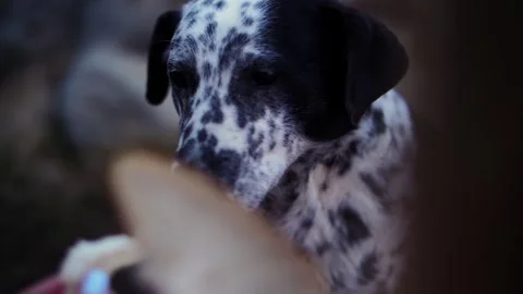 Spotted dog being hand fed Stock Footage 306322792