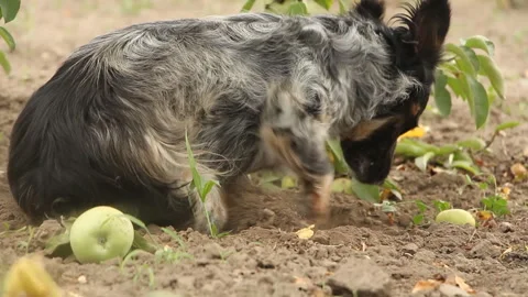 Spotted dog digs a hole under an apple tree Stock Footage 254820164