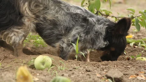 A spotted dog digs a hole under an apple tree and looks away Stock Footage 254820308