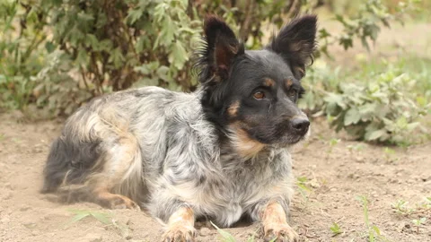 The spotted dog has seen something and is preparing to run Stock Footage 254820447