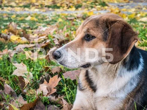 Spotted dog looking left thoughtfully Stock Photos