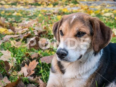 Spotted dog looking thoughtfully Stock Photos