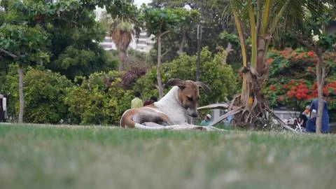 Spotted Dog Lying Down on the Grass in a Park Relaxing Animal Care 写真素材