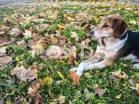 Spotted Dog Lying On The Ground Stock Photos