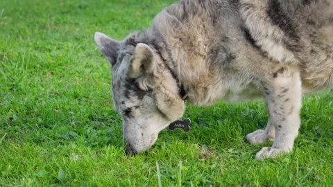 A spotted dog of no breed eats grass in the yard of the house. Stock Footage 293607032
