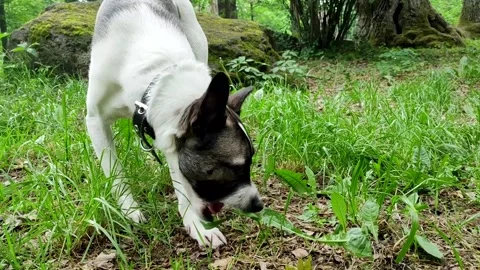 Spotted dog puppy eats grass Stock Footage 196147891