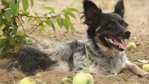 A spotted dog sits under an apple tree watching a fly fly by Stock Footage 254820360