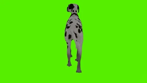 Spotted dog walking from the back angle 스톡 동영상 246730675