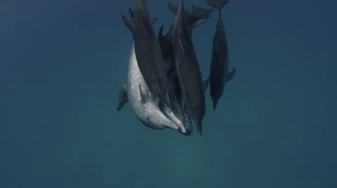 Spotted Dolphin pod Stock-Footage 56319129
