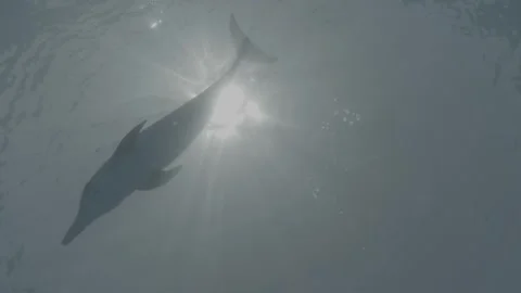 Spotted Dolphin silhouette Stock Footage 316173054