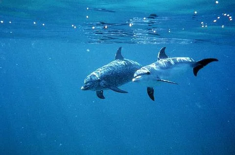 Spotted Dolphins Stock Photos