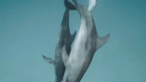 Spotted Dolphins Playing in the waves Stock Footage 299152725