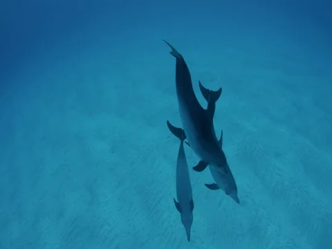 Spotted dolphins spiralling around each other Stock-Footage 77172118
