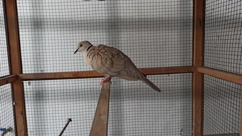 Spotted Dove (Burung Puter) Stock-Footage 310495013