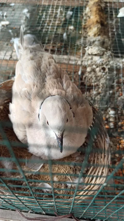 Spotted Dove (Burung Puter) Vídeo Stock 310495084