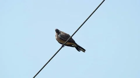Spotted dove on the cable wire Stock Footage 48360561