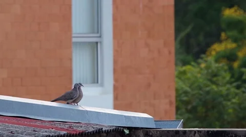 Spotted dove is cleaning the another one Stock Footage 49897152