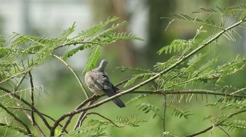Spotted dove cleaning its wing on the tree Stock Footage 64075893
