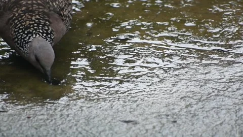 Spotted dove drinking water Stock Footage 273030199