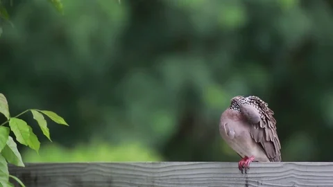 Spotted dove Stock Footage