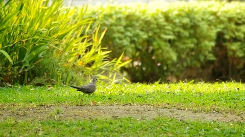 Spotted dove on the grass Stock Footage 48883203