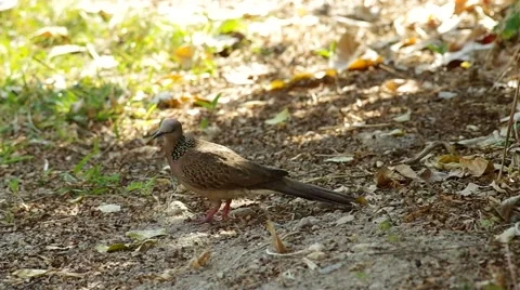 Spotted dove on the ground Stock Footage 47895252