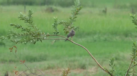 Spotted dove on guava tree Stock Footage 68997068
