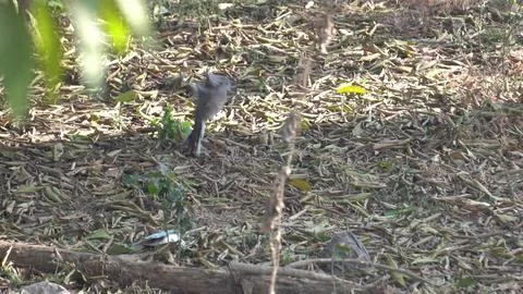 The spotted dove is a medium-sized, slender pigeon with brownish-gray Foto stock