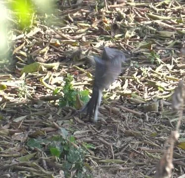 The spotted dove is a medium-sized, slender pigeon with brownish-gray Stock Photos