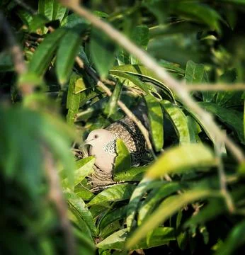Spotted Dove Nesting in a Tree Fotos de archivo