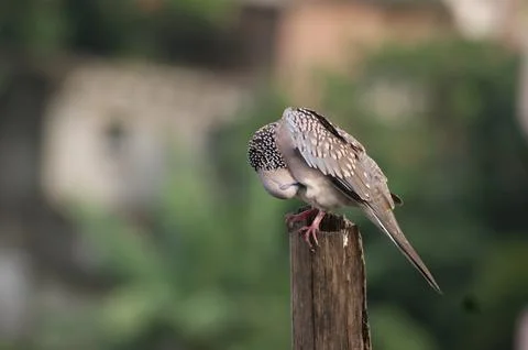 The spotted dove or eastern spotted dove (Spilopelia chinensis) Stock Photos