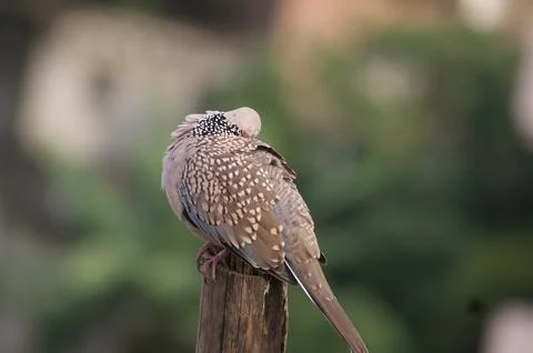 The spotted dove or eastern spotted dove (Spilopelia chinensis) Stock Photos
