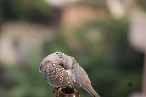 The spotted dove or eastern spotted dove (Spilopelia chinensis) Stock Photos