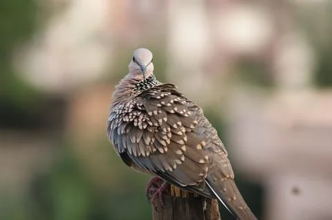 The spotted dove or eastern spotted dove (Spilopelia chinensis) Stock Photos