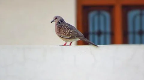 Spotted dove or Spilopelia chinensis bird sitting on wall Stock Photos