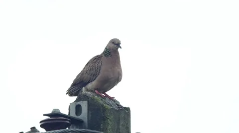 Spotted dove perched and looking around Stock Footage 49092445