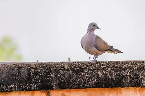 Spotted Dove Perched Gracefully on a Rustic Wall Outdoor Stock Photos