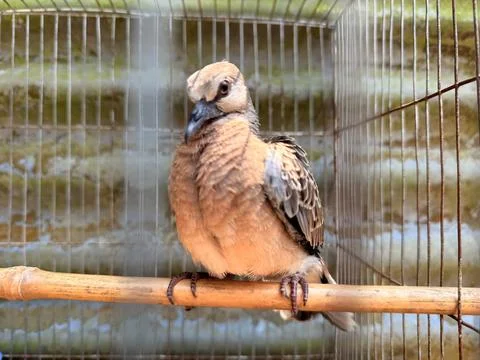 Spotted dove perched inside a wire cage. Foto stock