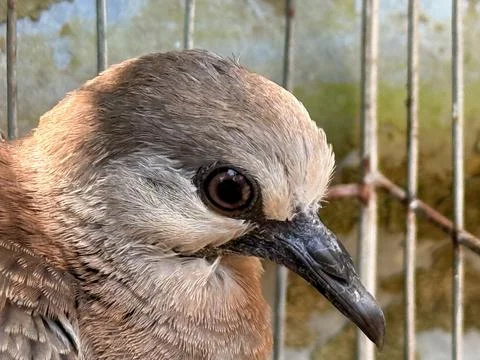 Spotted dove perched inside a wire cage. Stock Photos