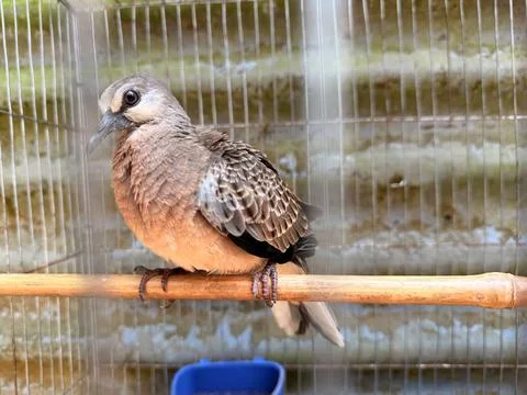 Spotted dove perched inside a wire cage. Stock Photos