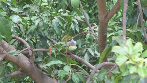 Spotted Dove Perched on Mango Tree Branch Among Green Leaves and Unripe Fruits 스톡 동영상 341518350