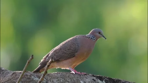Spotted dove perched on a tree branch with green bokeh background Vidéo 328808411