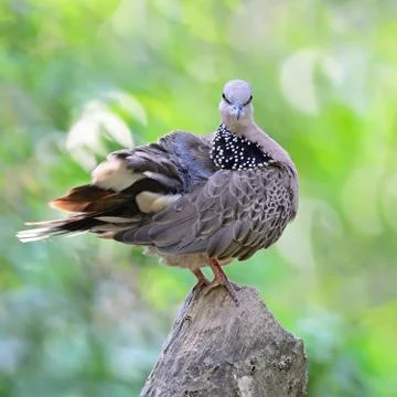 Spotted dove Stock Photos