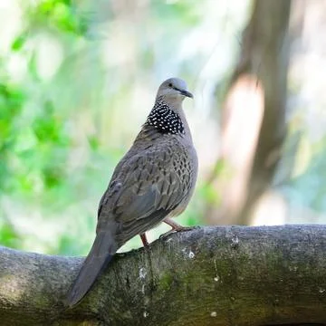 Spotted dove Foto stock