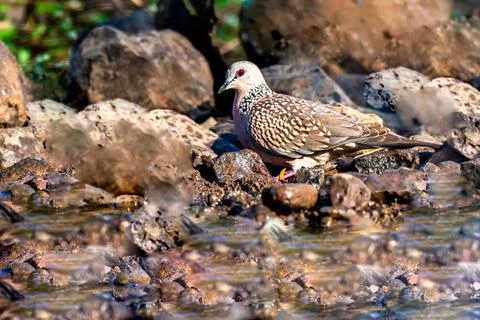 Spotted Dove Stock Photos