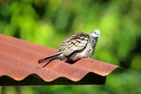 Spotted dove Stock Photos