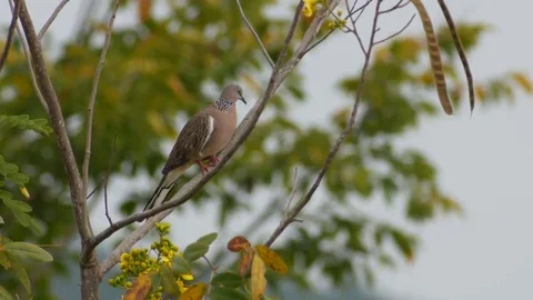 Spotted dove is relaxing on tree Stock Footage 69167985