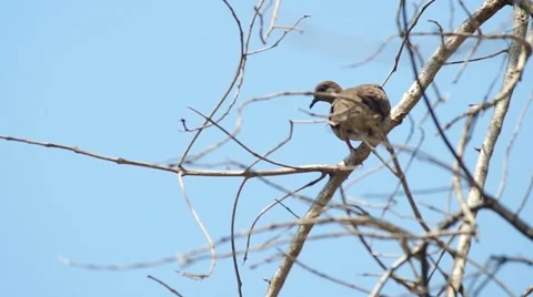 Spotted dove resting on the dry tree Stock Footage 48349943