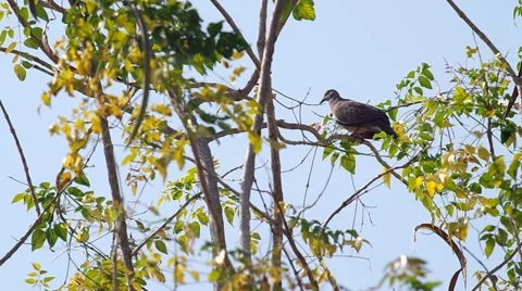 Spotted dove resting on the dry tree Stock Footage 48350680