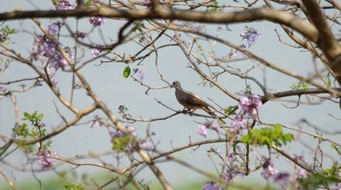 Spotted dove is resting on the Jacaranda tree Stock Footage 48805591